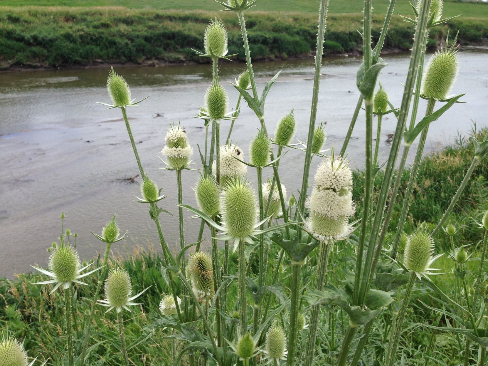 Cutleaf teasel